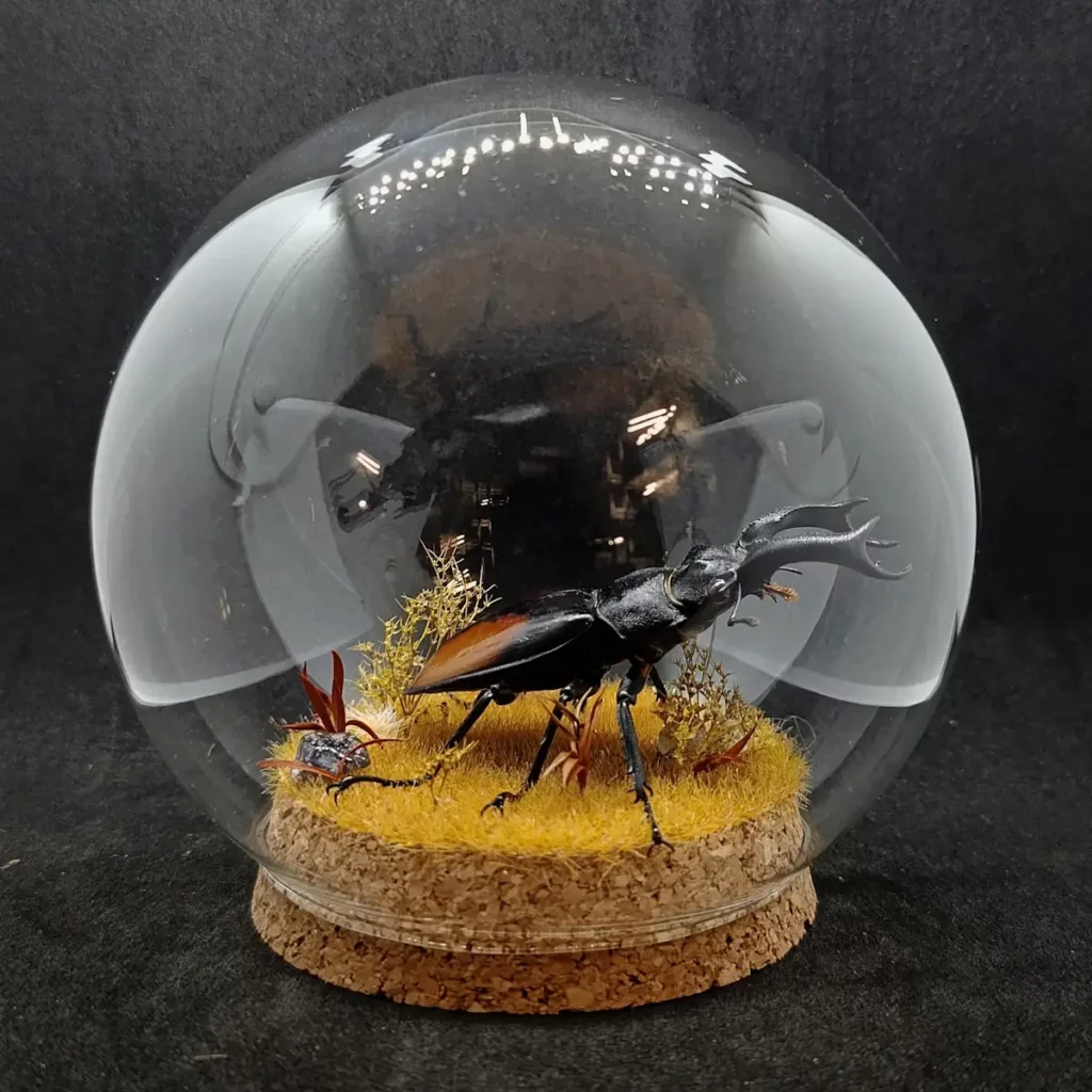 Globe entomologique avec un Hexarthrius parryi.