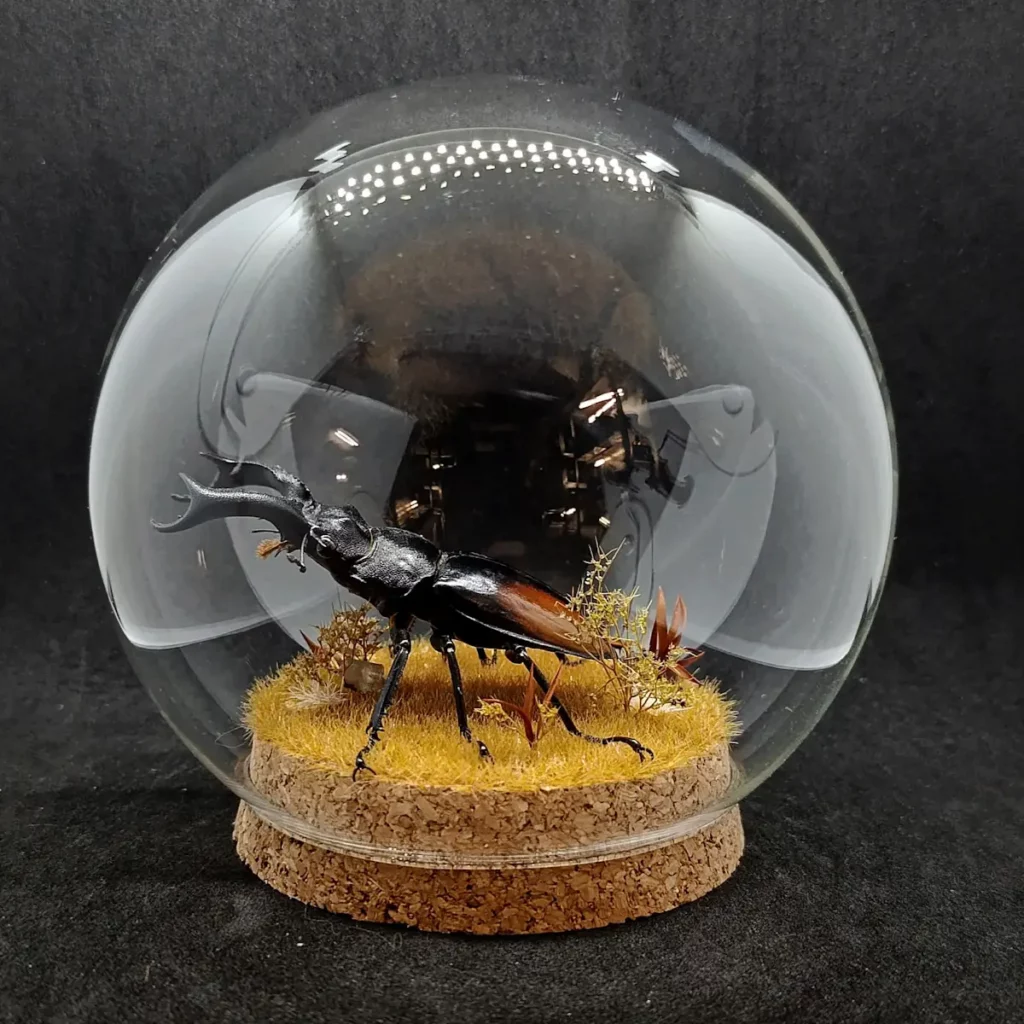 Globe entomologique avec un Hexarthrius parryi.