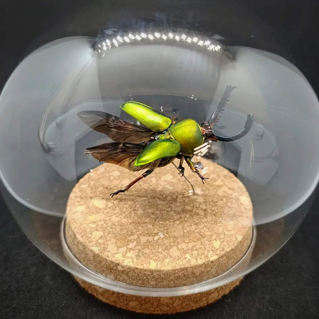 Globe entomologique avec un Lamprima adolphinae en vol