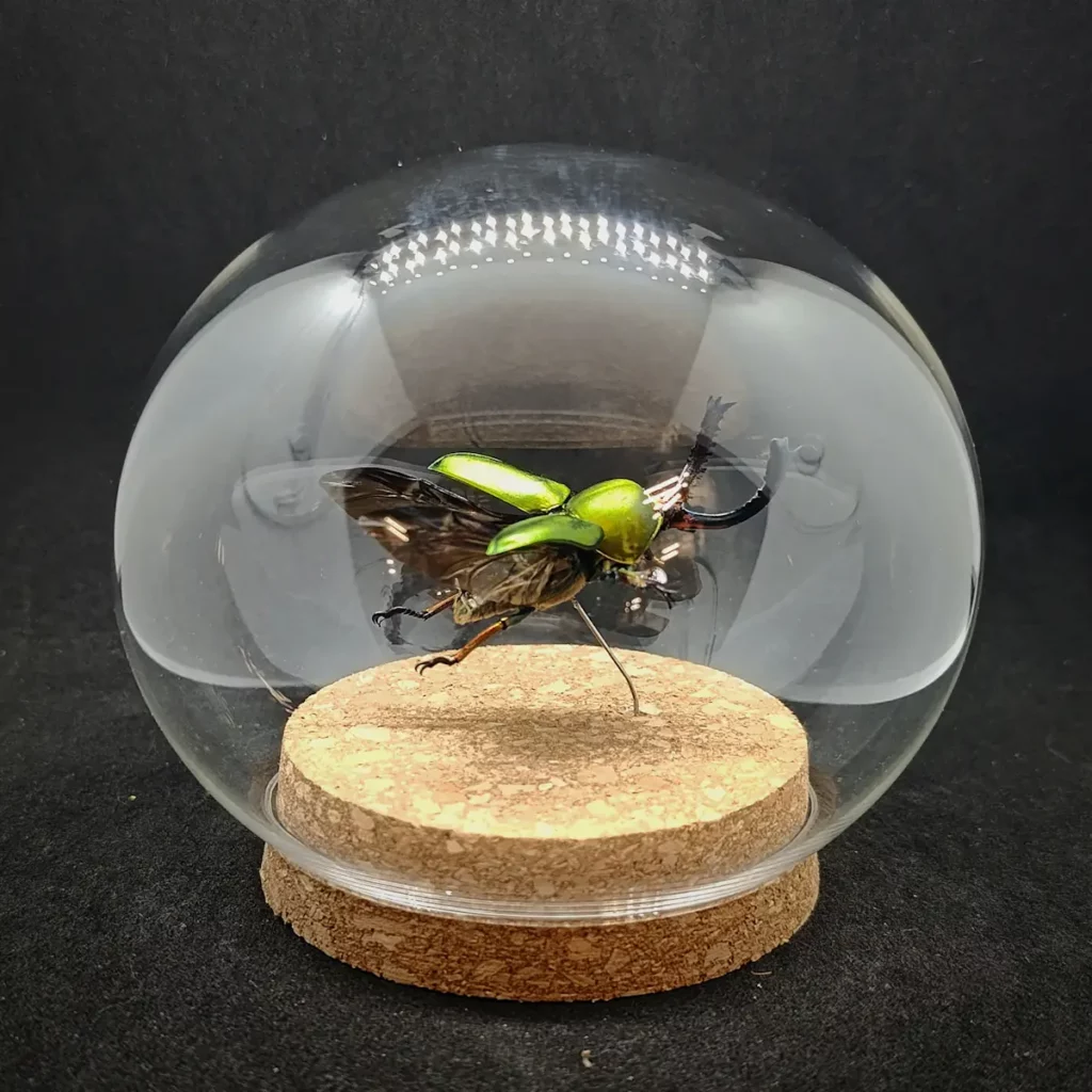 Globe entomologique avec un Lamprima adolphinae.