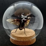 Globe entomologique avec un Lucanus cervus en vol.