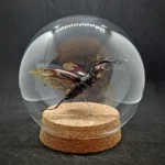 Globe entomologique avec un Lucanus cervus en vol.