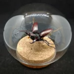 Globe entomologique avec un Lucanus cervus en vol.