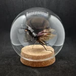 Globe entomologique avec un Lucanus cervus en vol.