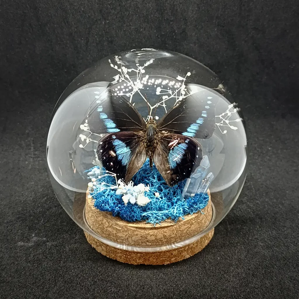 Globe entomologique avec un papillon Charaxes porthos sur cristal et roche.