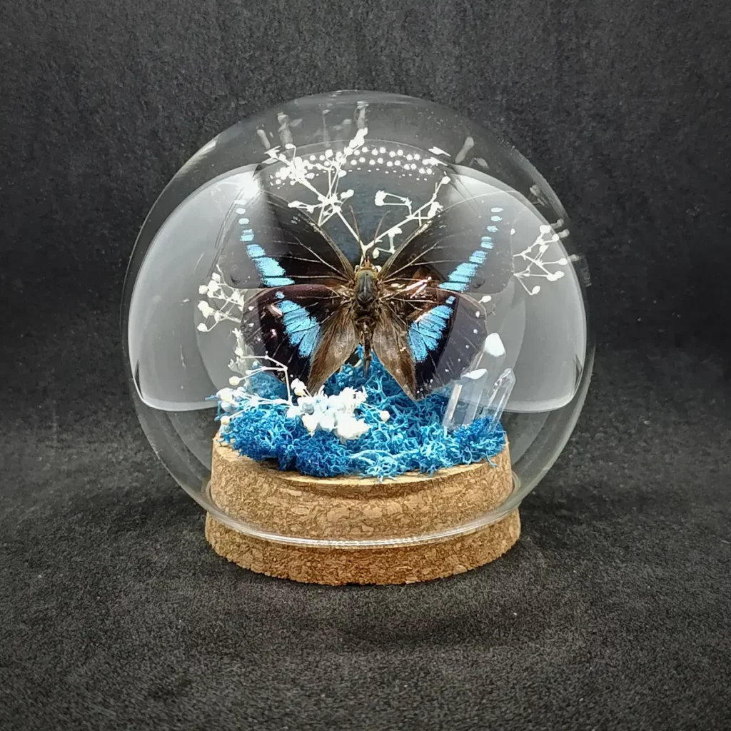 Globe entomologique avec un papillon Charaxes porthos sur cristal et roche.