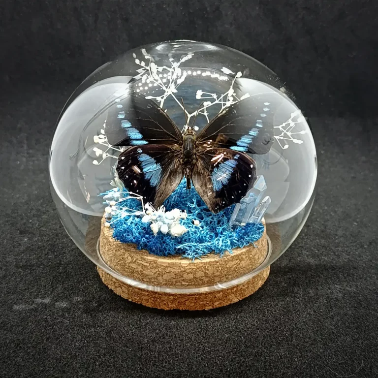 Globe entomologique avec un papillon Charaxes porthos sur cristal et roche.