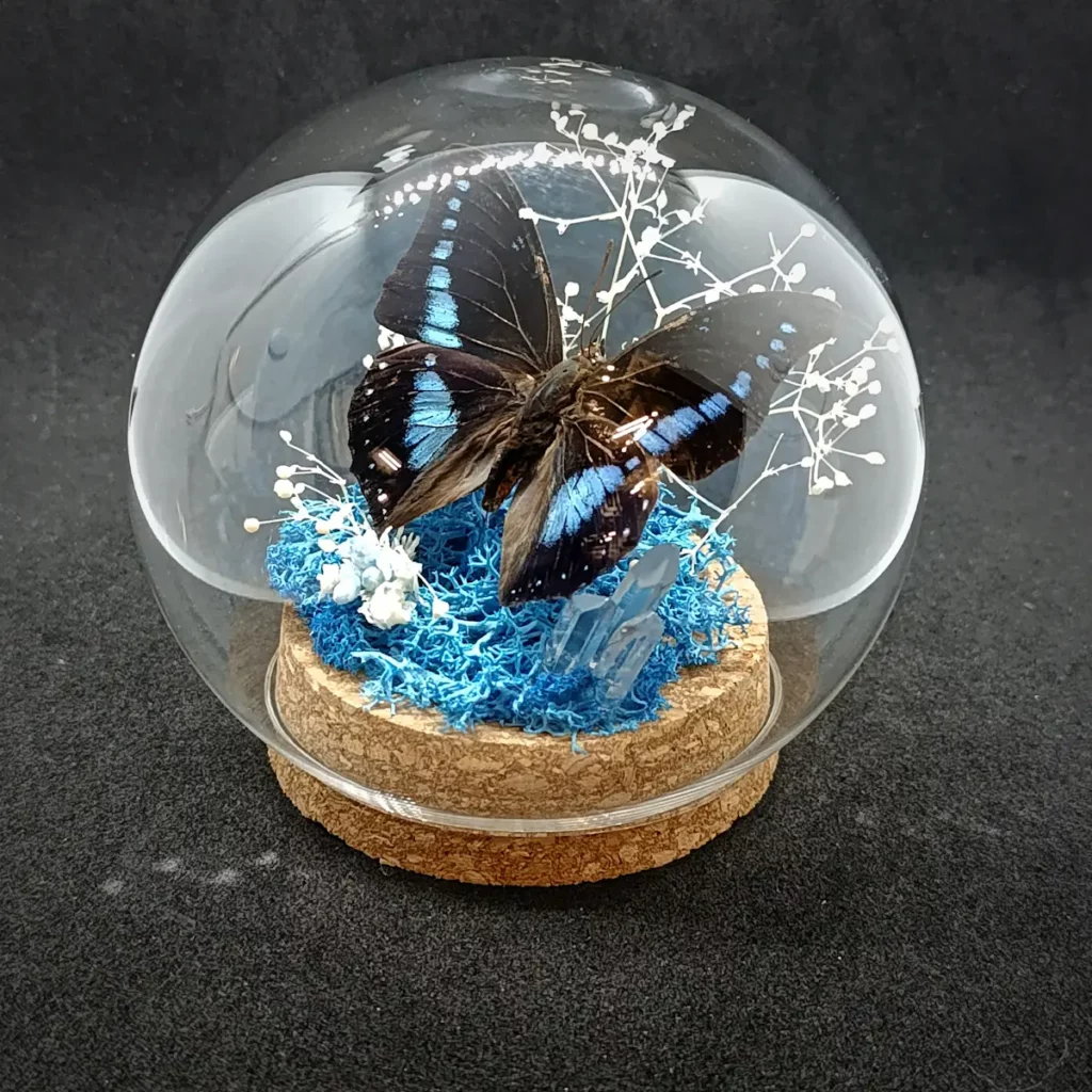 Globe entomologique avec un papillon Charaxes porthos sur cristal et roche.