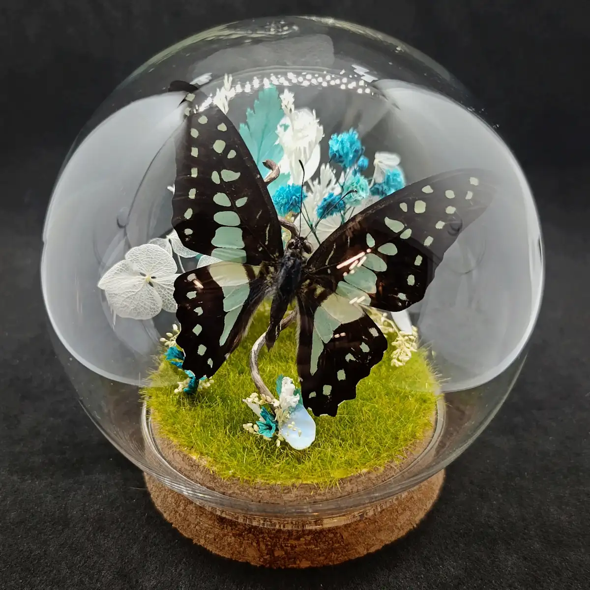 Globe entomologique avec un papillon Graphium sarpedon.