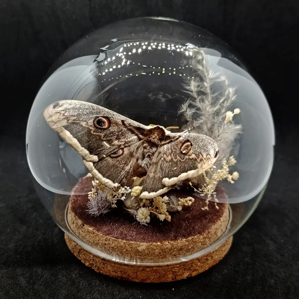 Globe entomologique avec un papillon Saturnia pyri.