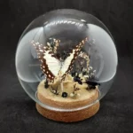 Globe entomologique avec un papillon Graphium angolanus en taxidermie, sur un décor de pierre d'obsidienne et de fleurs séchées.