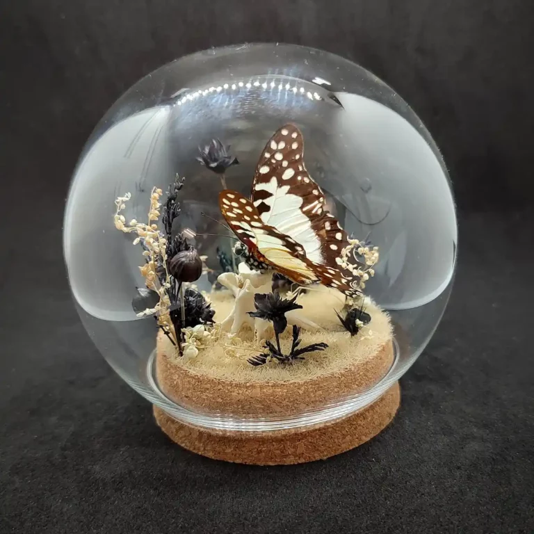 Globe entomologique avec un papillon Graphium angolanus en taxidermie, sur un décor de pierre d'obsidienne et de fleurs séchées.