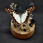 Globe entomologique avec un papillon Graphium angolanus en taxidermie, sur un décor de pierre d'obsidienne et de fleurs séchées.