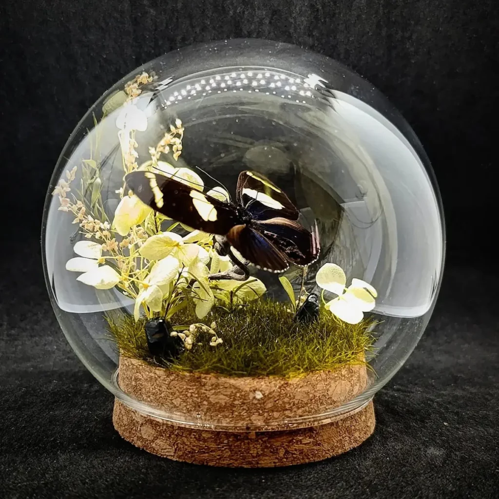 Globe entomologique avec diorama montrant un papillon Heliconius doris.