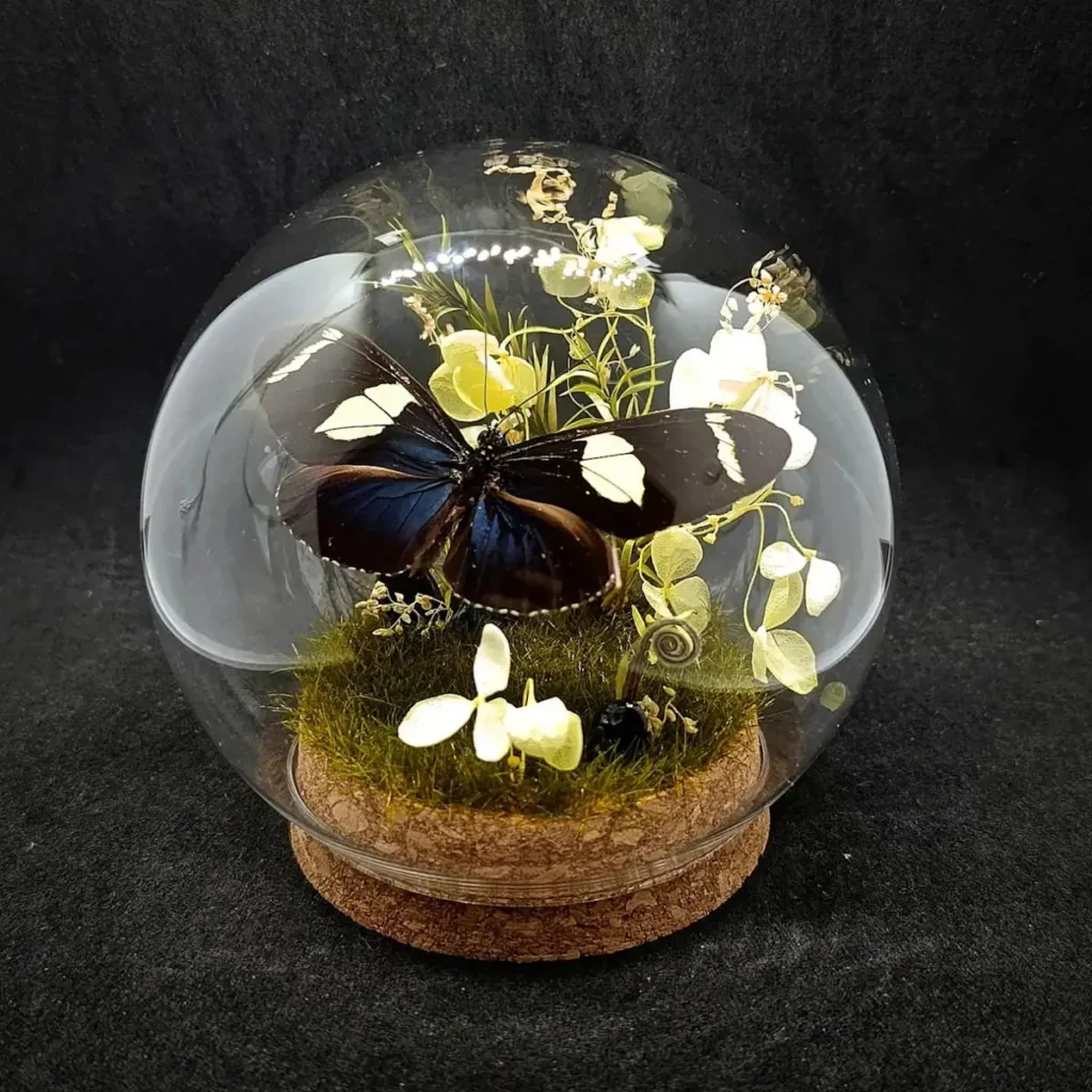 Globe entomologique avec diorama montrant un papillon Heliconius doris.