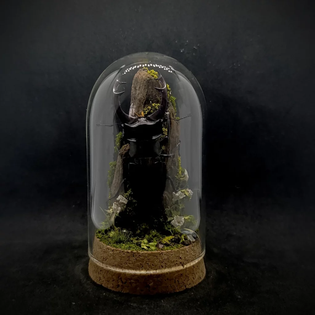 Cloche entomologique en verre avec lucane cerf-volant Lucanus cervus sur diorama de mousses et bois