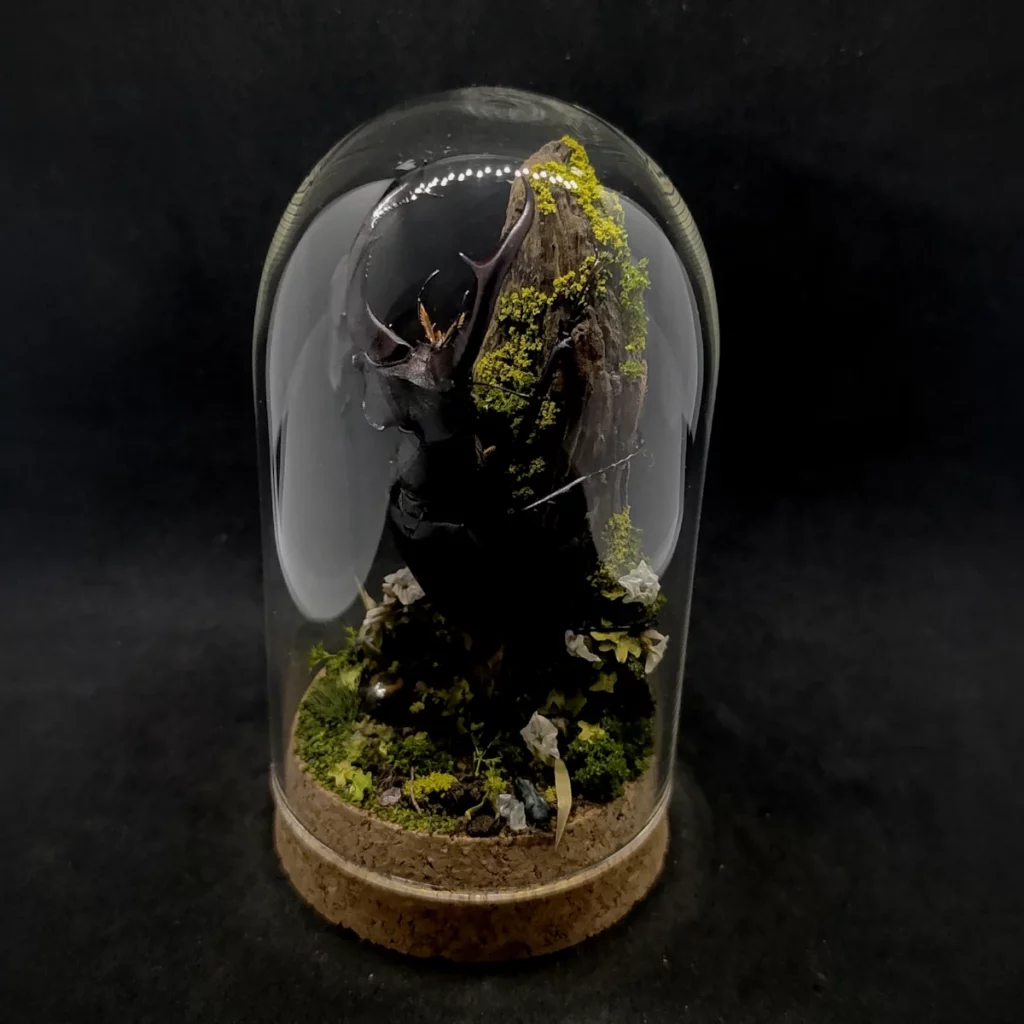 Cloche entomologique en verre avec lucane cerf-volant Lucanus cervus sur diorama de mousses et bois