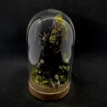 Cloche entomologique en verre avec lucane cerf-volant Lucanus cervus sur diorama de mousses et bois