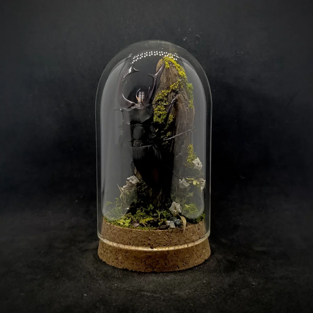 Cloche entomologique en verre avec lucane cerf-volant Lucanus cervus sur diorama de mousses et bois