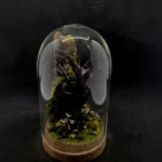 Cloche entomologique en verre avec lucane cerf-volant Lucanus cervus sur diorama de mousses et bois