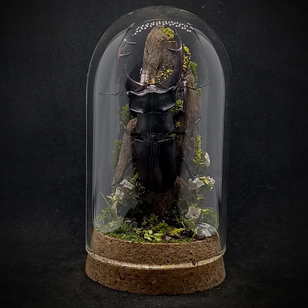 Cloche entomologique en verre avec lucane cerf-volant Lucanus cervus sur diorama de mousses et bois