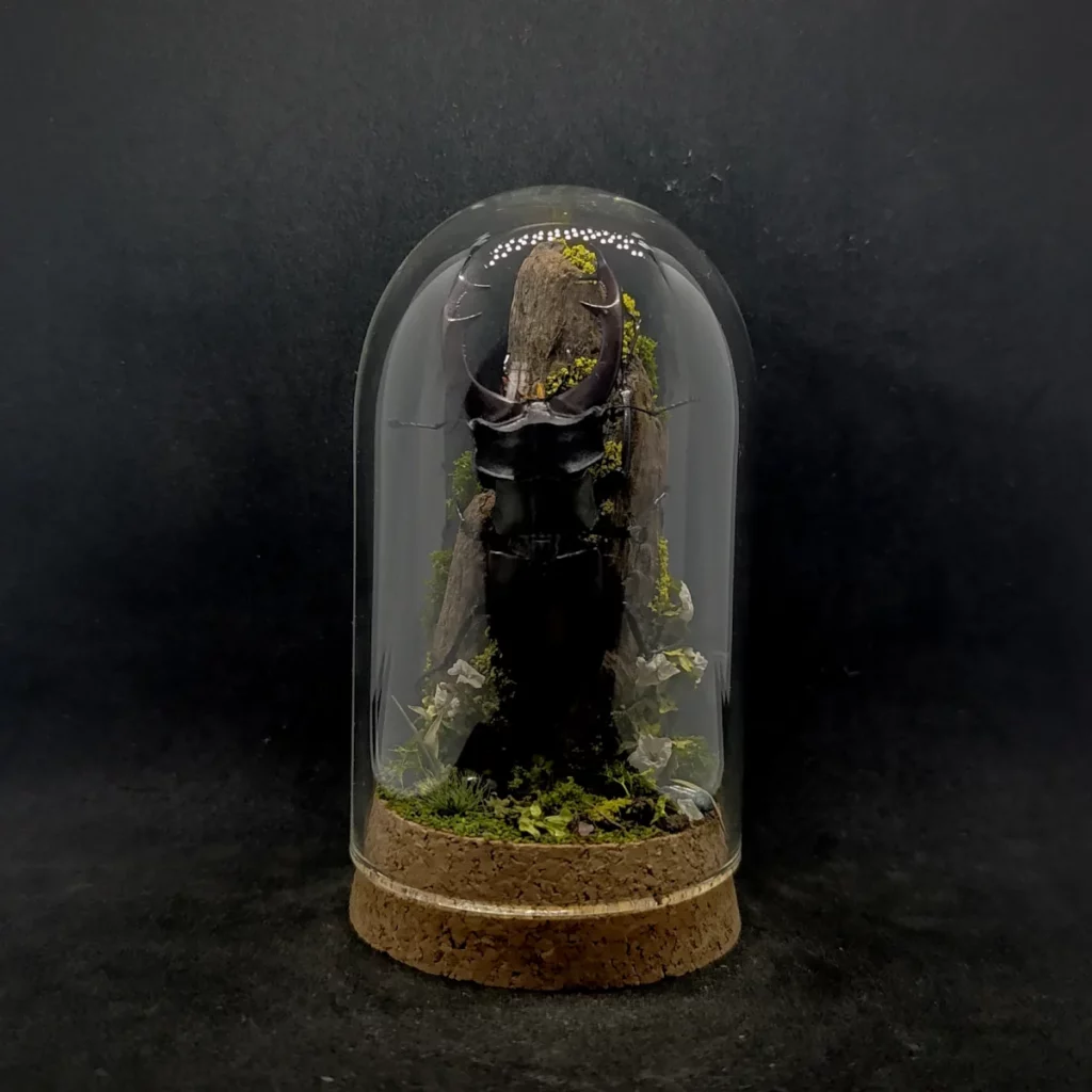 Cloche entomologique en verre avec lucane cerf-volant Lucanus cervus sur diorama de mousses et bois