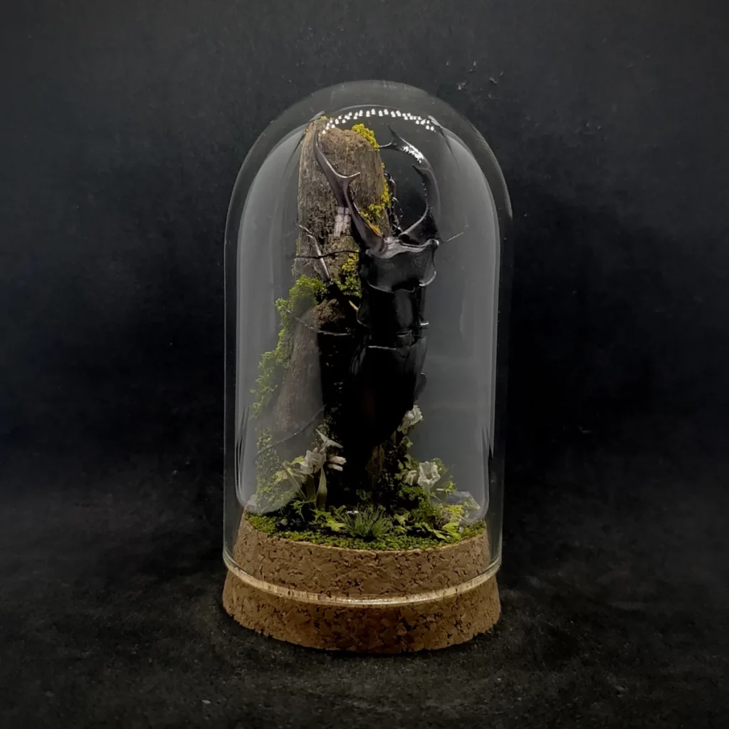 Cloche entomologique en verre avec lucane cerf-volant Lucanus cervus sur diorama de mousses et bois