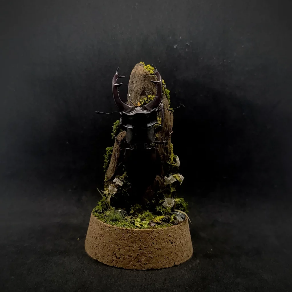 Cloche entomologique en verre avec lucane cerf-volant Lucanus cervus sur diorama de mousses et bois